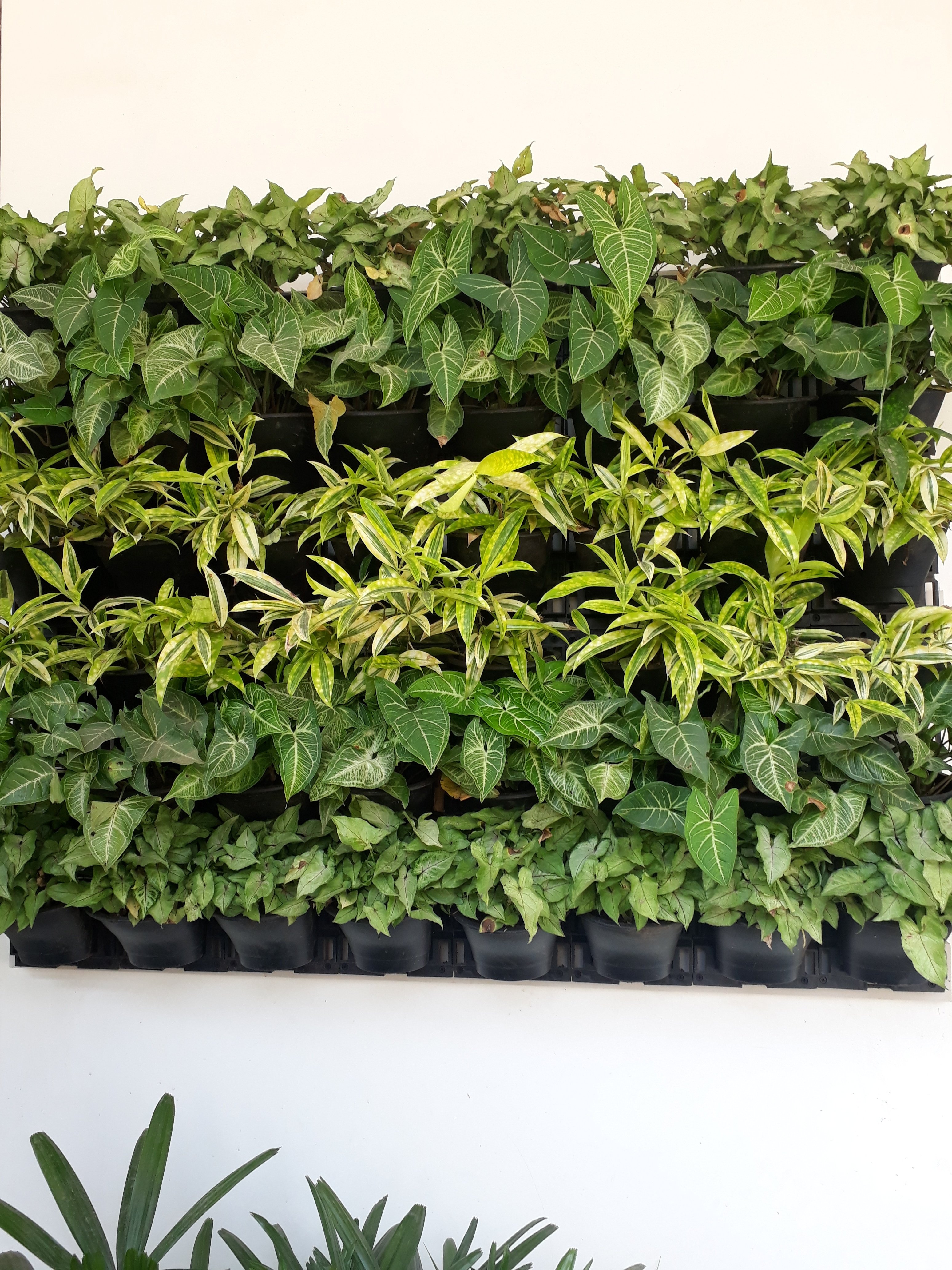 VGC Landscape Project 8