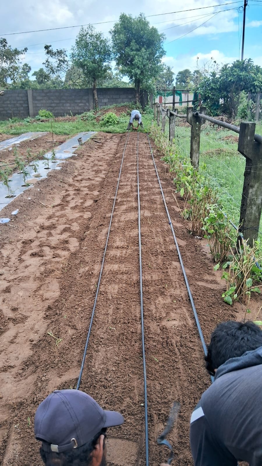 VGC Landscape Project 52