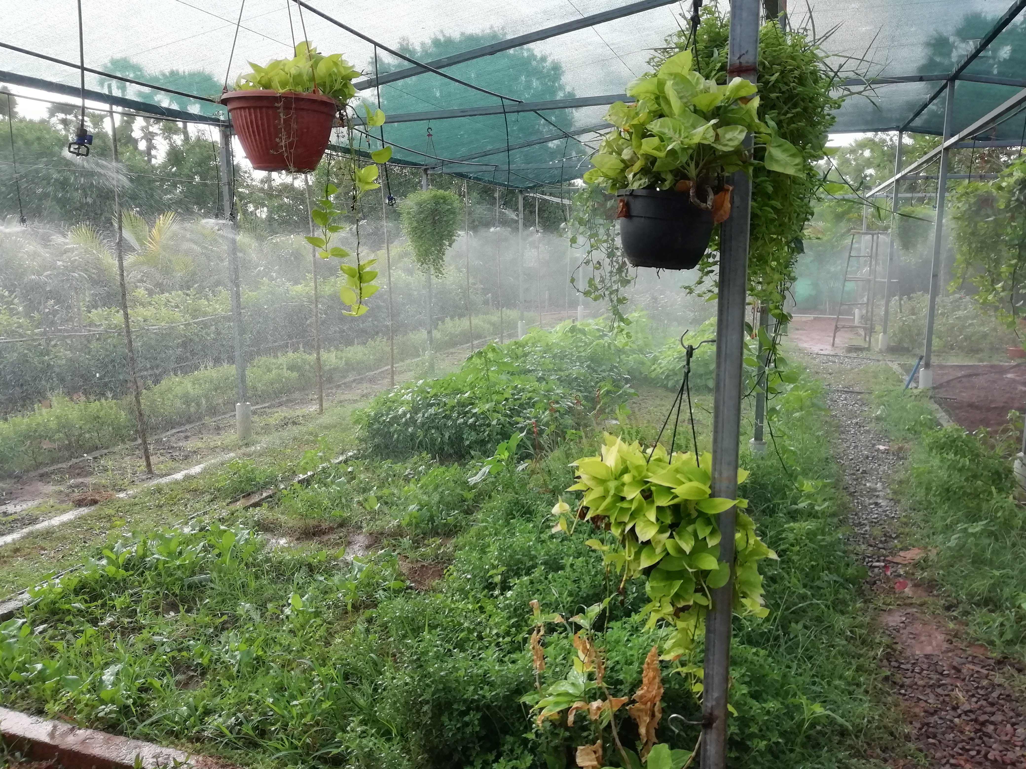 VGC Landscape Project 54