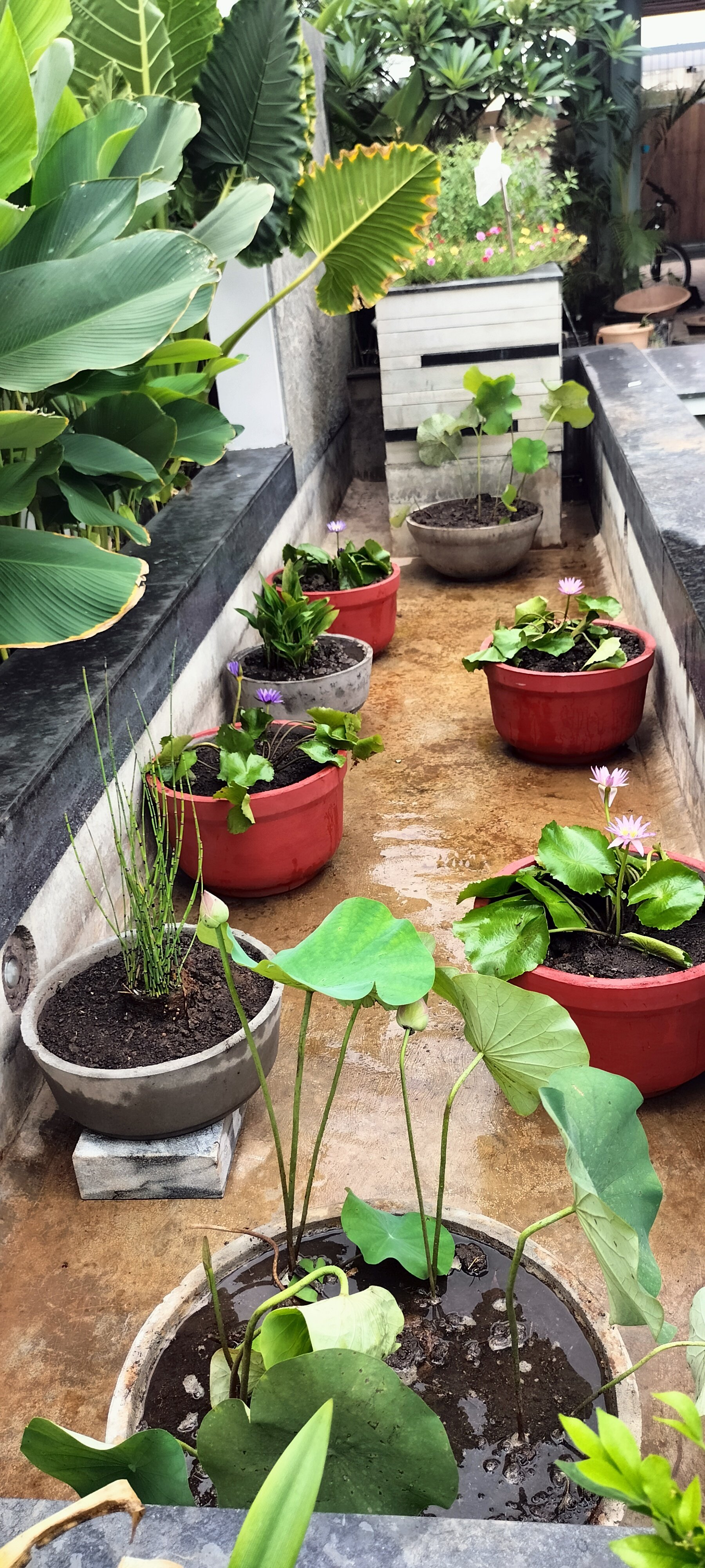 VGC Landscape Project 93