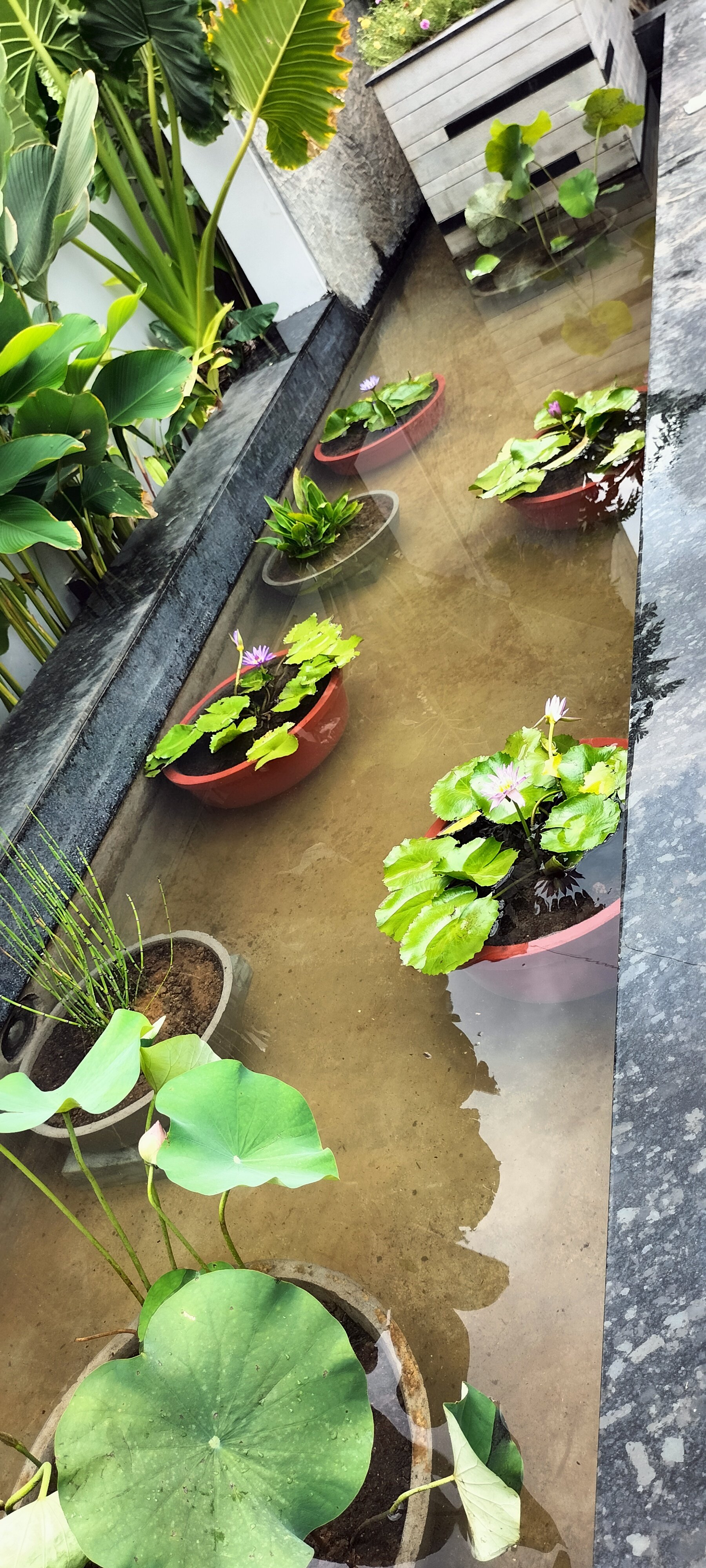 VGC Landscape Project 94