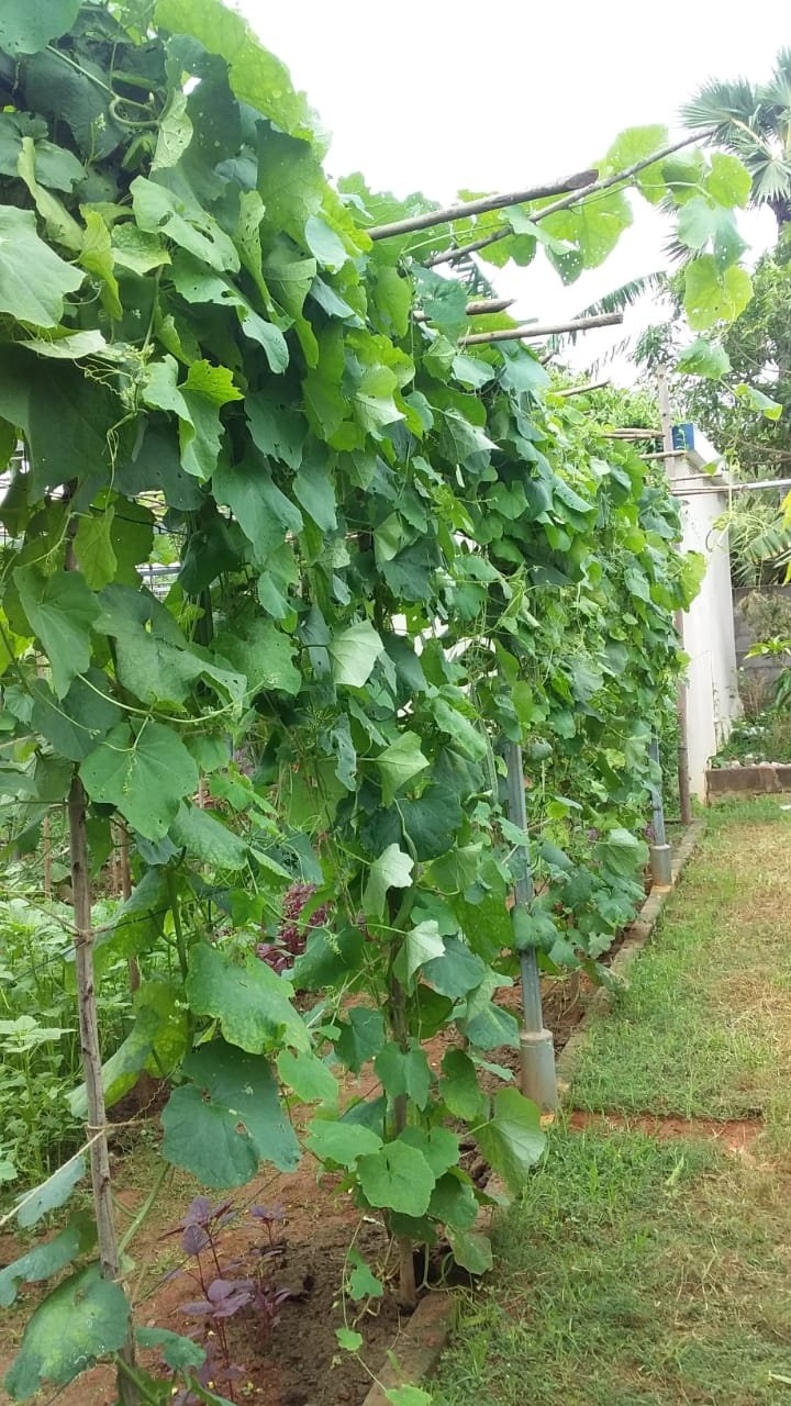 VGC Landscape Project 150