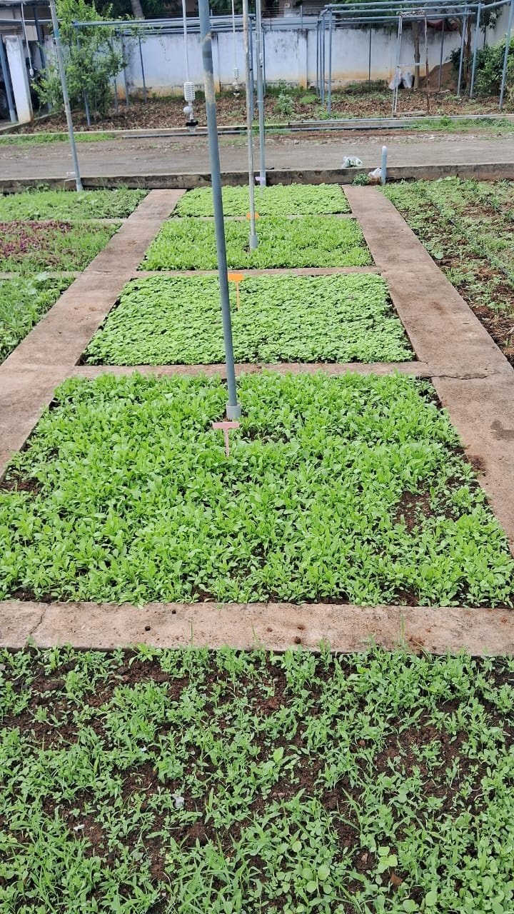 VGC Landscape Project 154