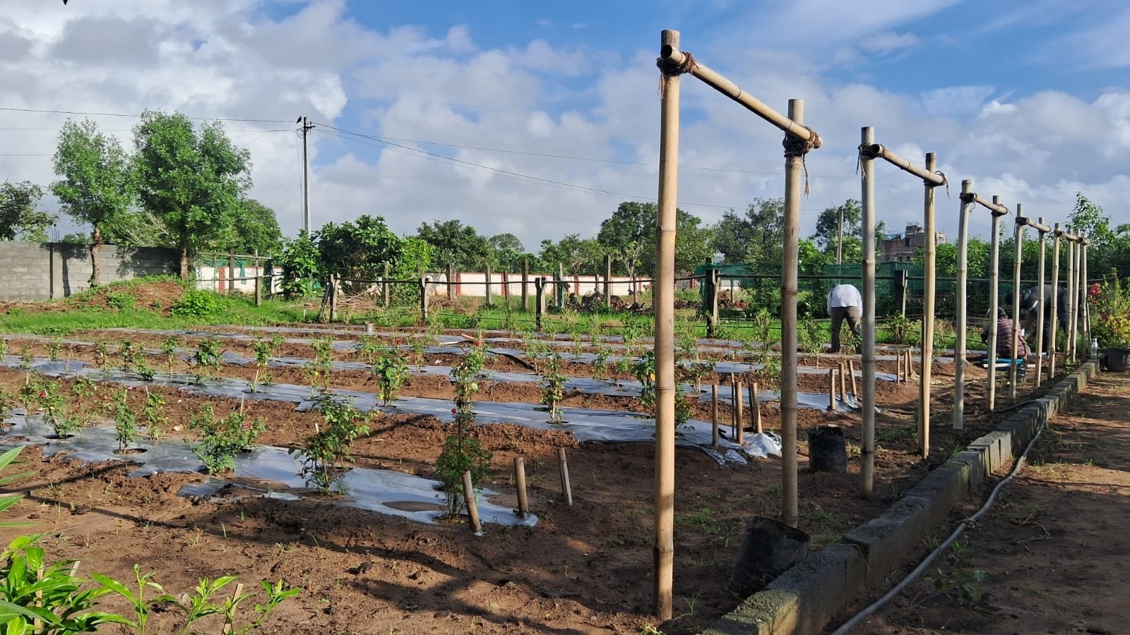 VGC Landscape Project 156