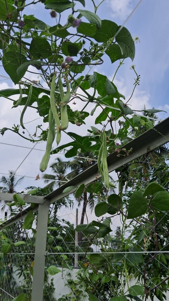 VGC Landscape Project 158