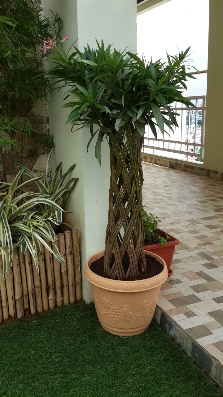 VGC Landscape Project 179