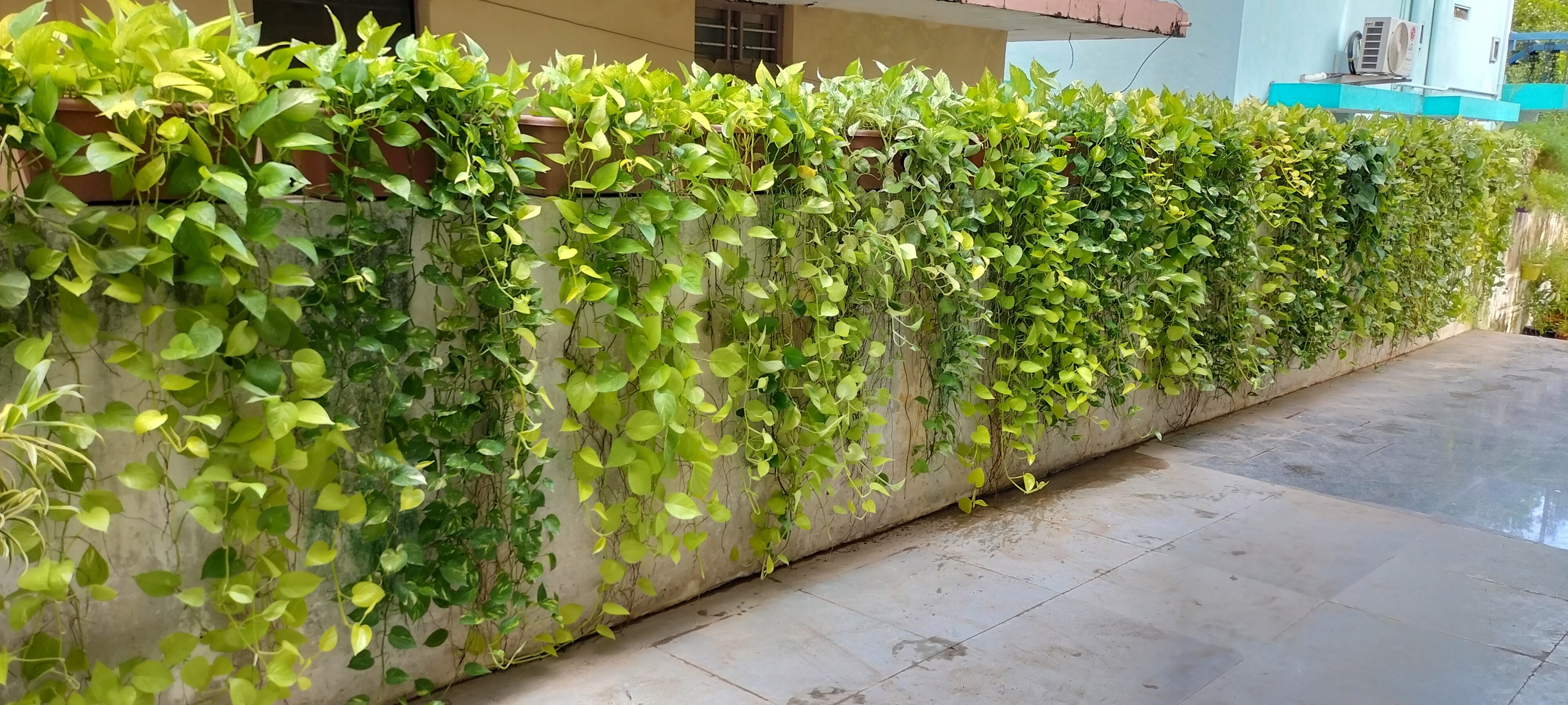 VGC Landscape Project 205