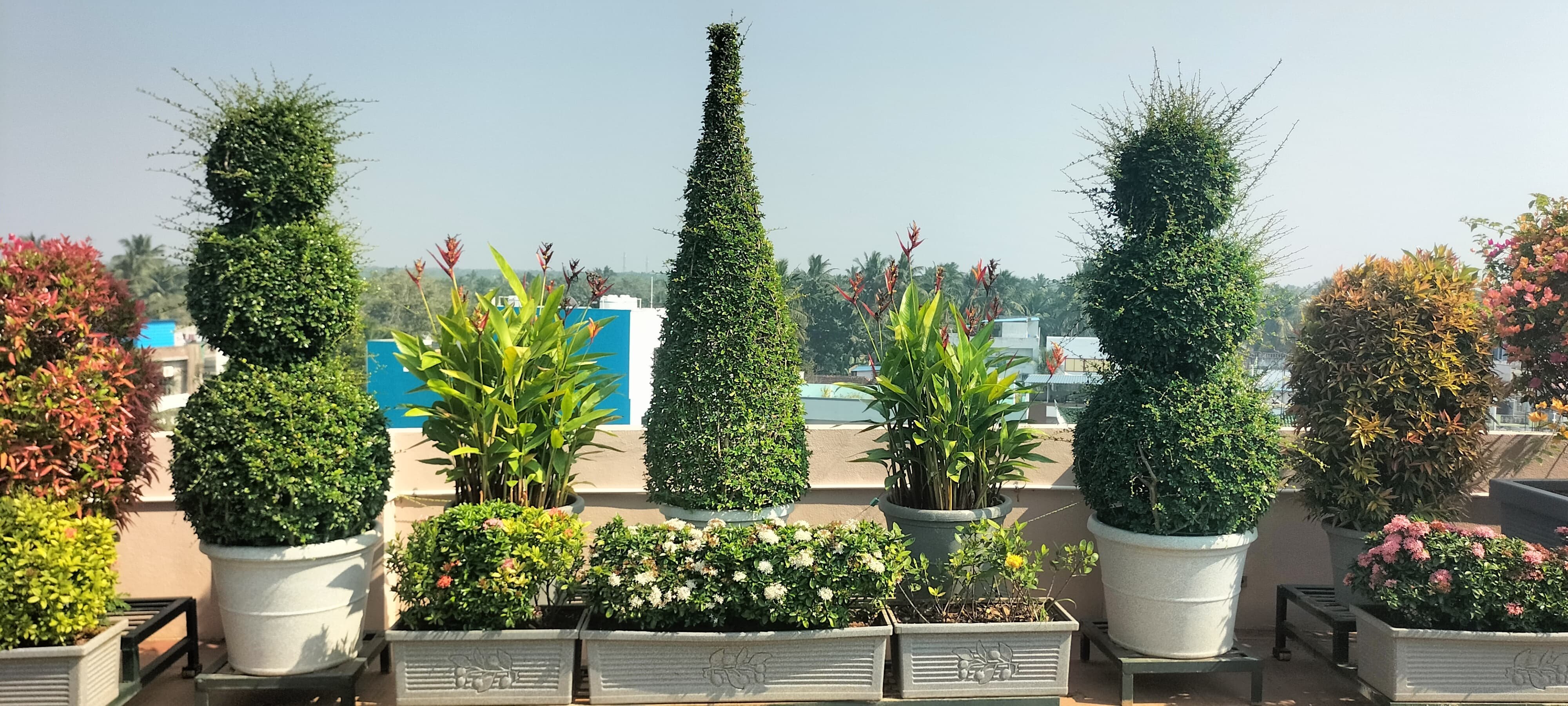 VGC Landscape Project 241