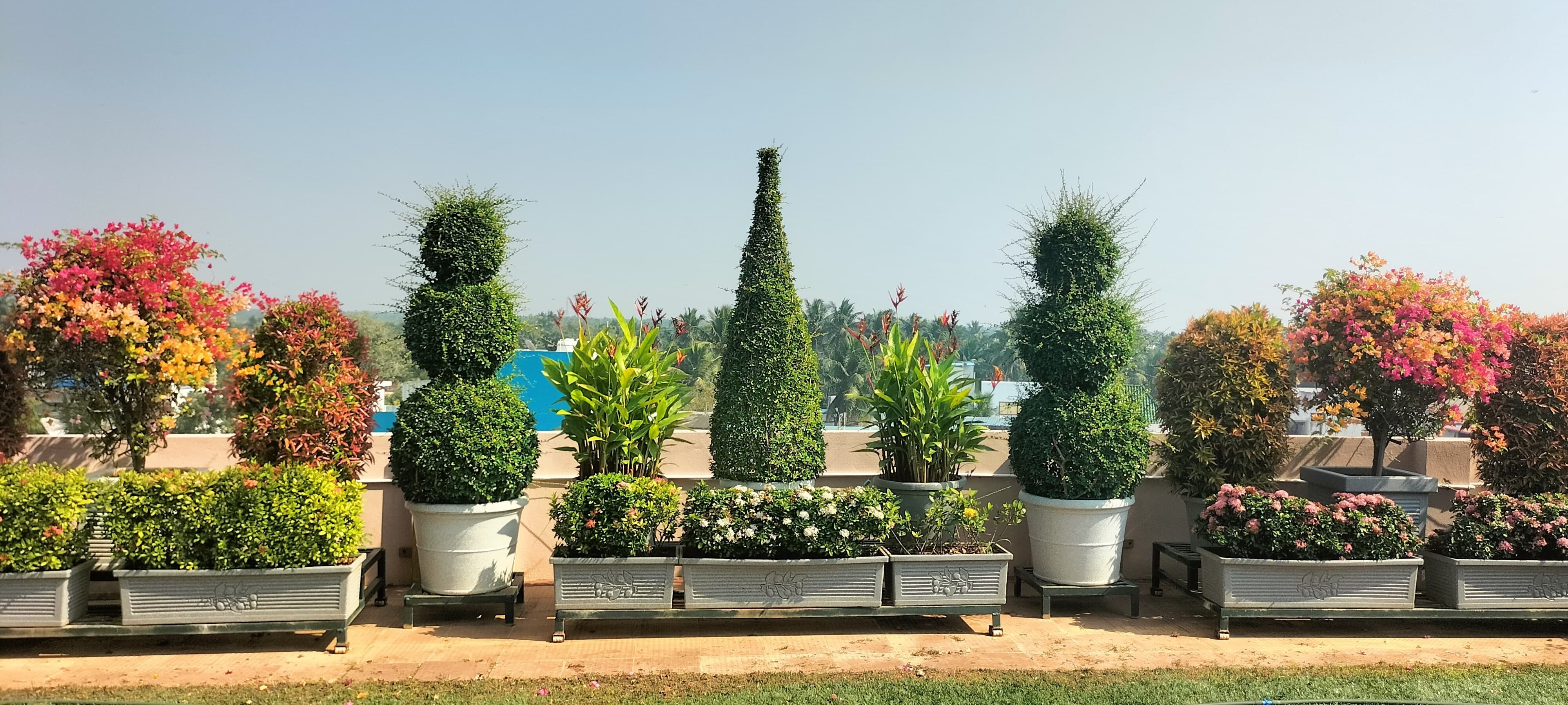 VGC Landscape Project 242