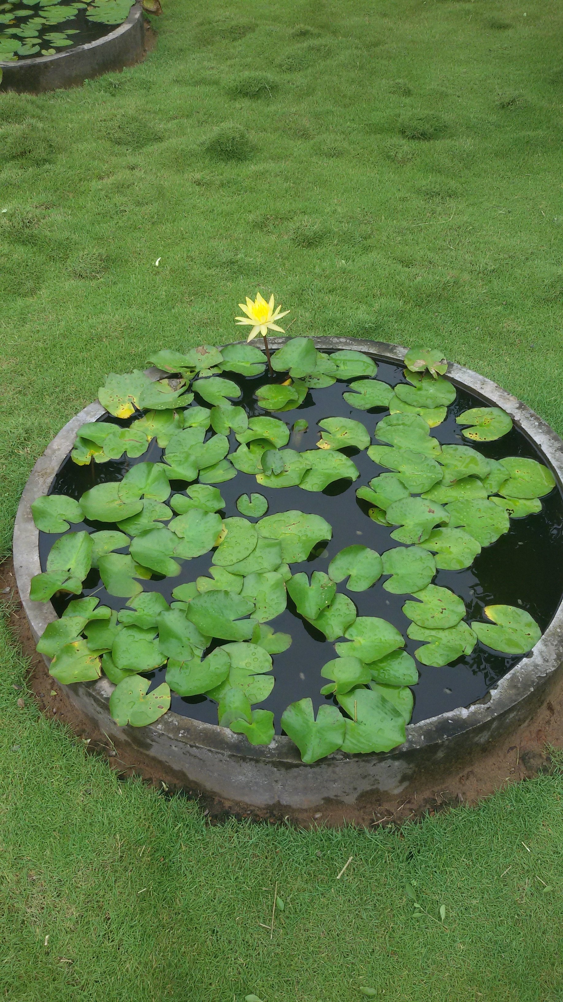 VGC Landscape Project 260